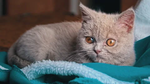 Gray Thoroughbred Soapy Kitten Lies on the Bed Stock Footage 191060905