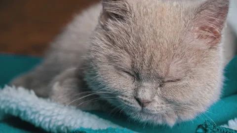 Gray Thoroughbred Soapy Kitten Lies on the Bed and Falls Asleep Stock Footage 191957519