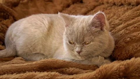 Gray Thoroughbred Soapy Kitten Lies on the Bed Stock Footage 192953070