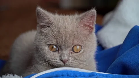Gray Thoroughbred Soapy Kitten Lies on the Bed Stock Footage 192971399