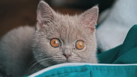 Gray Thoroughbred Soapy Kitten Lies on the Bed Stock Footage 193628295