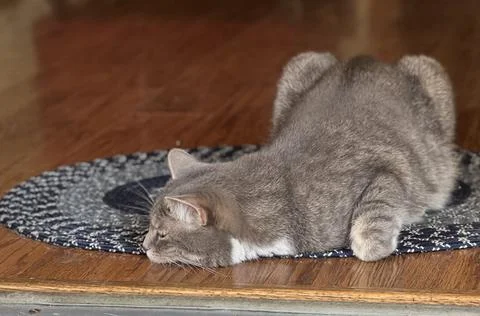 Gray Ticked Tabby 库存照片