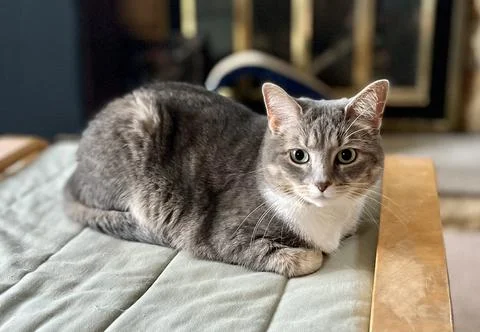 Gray Ticked Tabby 库存照片