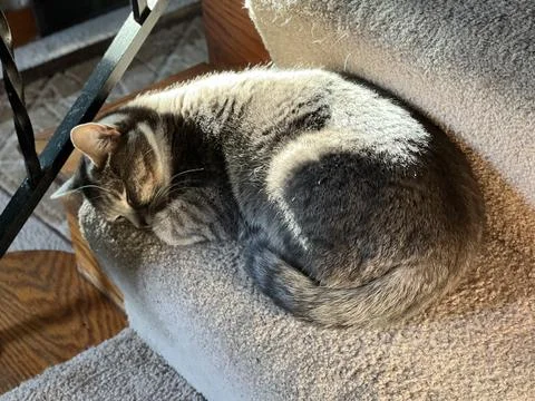 Gray Ticked Tabby 库存照片