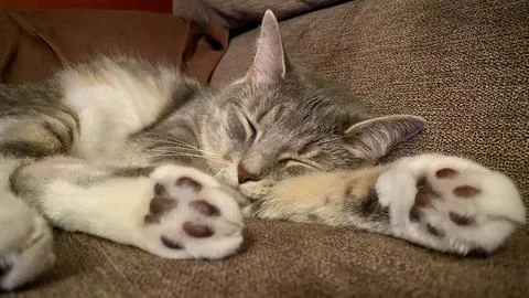 Gray Ticked Tabby 库存照片