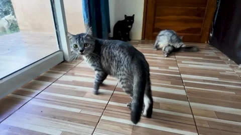 A gray tiger cat looks at the camera in shock. 動画素材 291003702