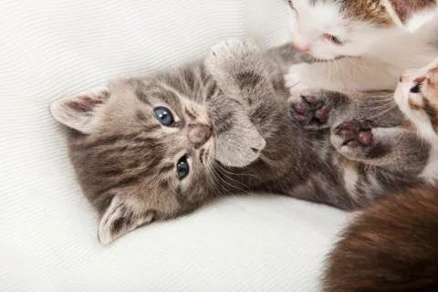 Gray tiger tomcat Stock Photos