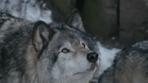 Gray Timber Wolf Dogs At Parc Omega In Montebello, Quebec Canada. Close Up Stock Footage 166425082