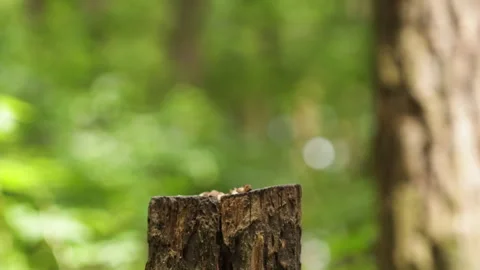 The gray tit and the nuthatch take food from the stump and fly away Video stock 246367972
