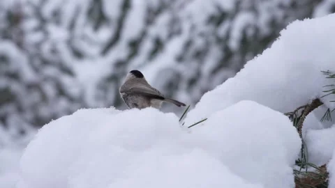 A gray tit lands on a snow-covered branch Stock Footage 326355533