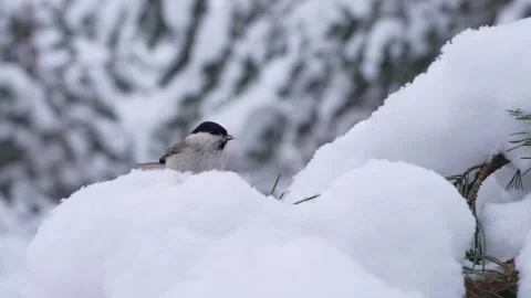 A gray tit on a snow-covered branch ... 스톡 동영상 326355518
