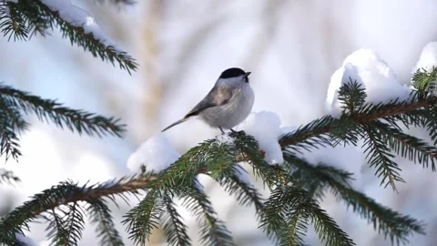 Gray tit on a spruce branch Stock Footage 319893141