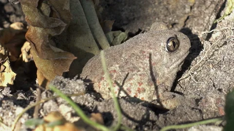 Gray toad burrowing in the ground Видео 116256867