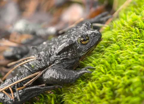 Gray Toad sitting on a rock, overgrown with MOSS on the diagonal Stock Photos