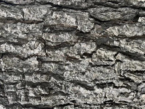 Gray tree bark background close up rind texture Photos