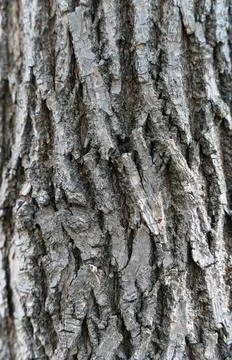 Gray tree bark close-up, texture. Stock Photos