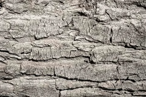 Gray tree bark texture. Stock Photos