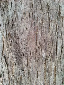 Gray tree bark texture Stock Photos