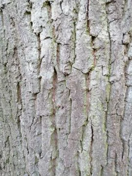 Gray tree bark textured background images. Mossy tree bark Stock Photos