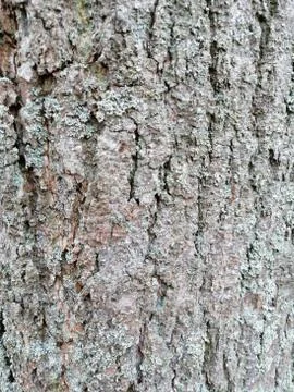 Gray tree bark textured background images. Mossy tree bark Stock Photos