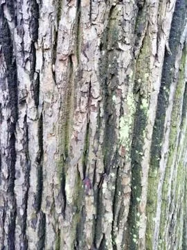 Gray tree bark textured background images. Old tree bark Stock Photos