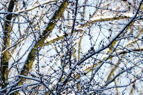 Gray tree branches covered with the first snow, winter in the city Stock Photos
