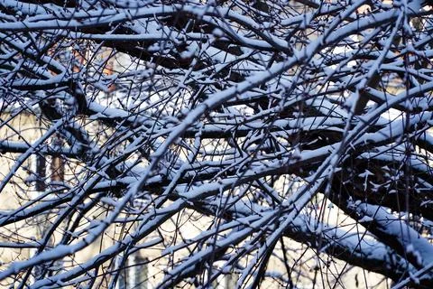 Gray tree branches covered with the first snow, winter in the city Stock Photos