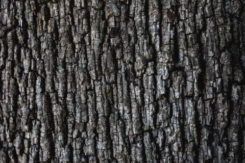 Gray tree crust texture symmetric old Stock Photos