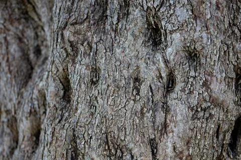 Gray tree fragment Foto stock