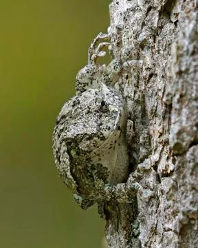 Gray Tree Frog  blending in with a white oak tree Foto stock