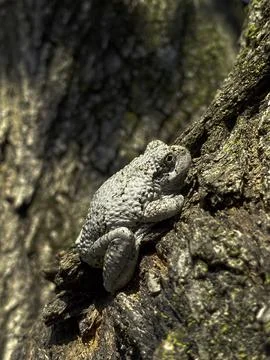 Gray tree frog clings to a tree Stock Photos