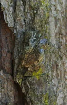 Gray Tree Frog Hyla chrysoscelis on pine tree in Eastern Texas Gray Tree F... Stock Photos