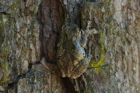 Gray Tree Frog Hyla chrysoscelis on pine tree in Eastern Texas Gray Tree F... Stock Photos