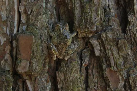 Gray Tree Frog Hyla chrysoscelis on pine tree in Eastern Texas Gray Tree F... Stock Photos
