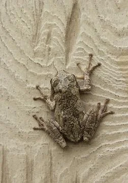 Gray Tree Frog Hyla chrysoscelis on Outdoors Building Wall Gray Tree Frog ... Stock Photos