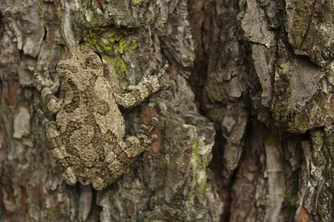  Gray Tree Frog Hyla chrysoscelis on pine tree in Eastern Texas Gray Tree ... Stock Photos
