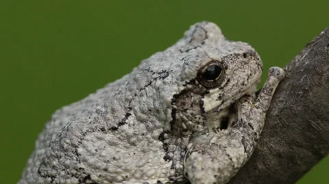 Gray Tree Frog (Hyla versicolor) in a tree Stock Footage 37682571