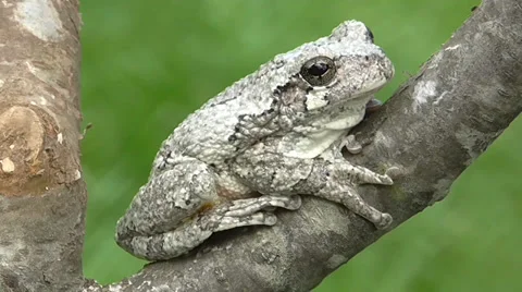 Gray Tree Frog (Hyla versicolor) Stock Footage 38768728