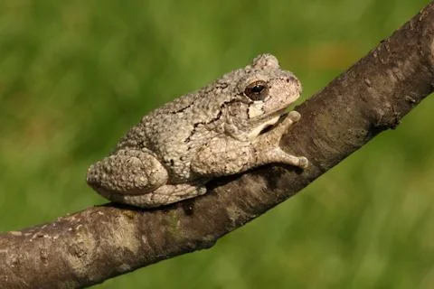 Gray tree frog (hyla versicolor) Stock Photos