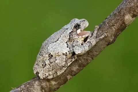 Gray tree frog (hyla versicolor) Stock Photos