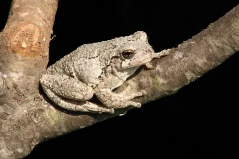 Gray tree frog (hyla versicolor) Stock Photos