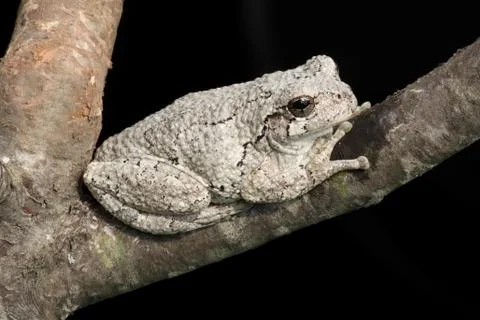 Gray tree frog (hyla versicolor) Stock Photos