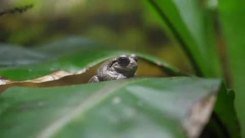 Gray tree frog nature Stock Footage 100346855