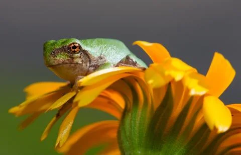 Gray tree frog Foto stock