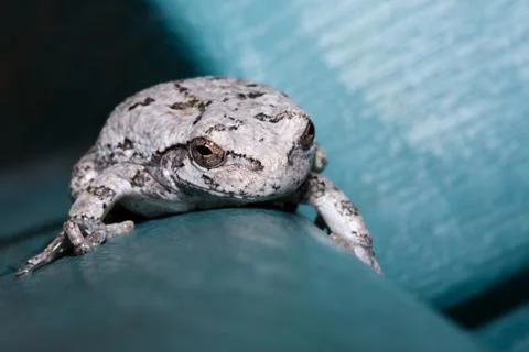 Gray tree frog Foto stock