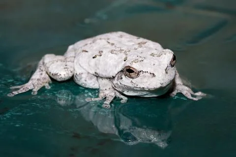 Gray tree frog Stock Photos
