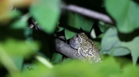 Gray Tree Frog Vocalizing Video stock 54168856