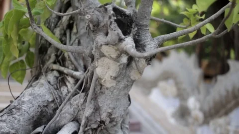 Gray tree with green leaves close-up Stock Footage 73318989