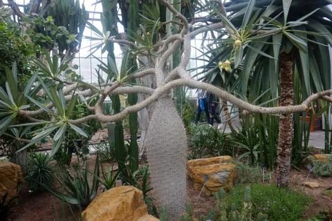 Gray tree inside greenhouse Stock Photos