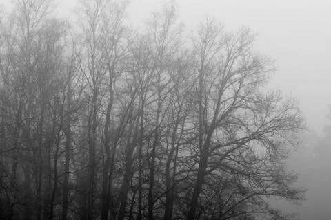 Gray tree outlines in the fog. Stock Photos
